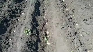 Сажаем картофель 2023 г.
