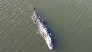 FLORIDA ALLIGATOR 🐊 swimming towards ME!