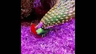 HAQIQIY GOZALIK KLIP КЛИП