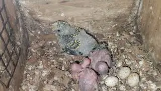 Cute 5 babies budgies sound and activities must watch 