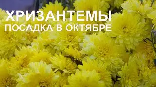 Сажаем хризантемы в октябре