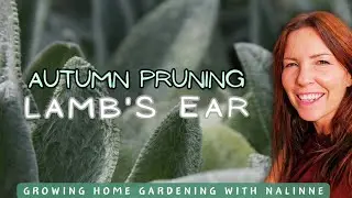 End-of-Season LAMB'S EAR Pruning 🍂✂️ Growing Home Gardening #fuzzy #lambsear
