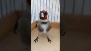 Цыган Шегол 