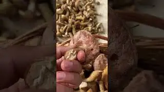 В лесу вместо белых грибов насобирали ядовитых!