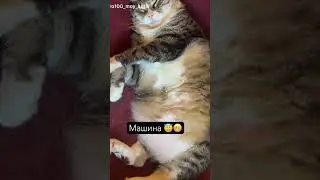 Машина😆 #love #cat