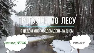 Прогулки по лесу. День за днем с дедом Многоведом. 1 марта 2024г. Эпизод 766.