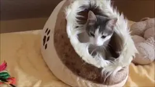 Video Elli 4