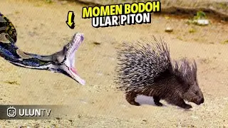 This Snake Was Doomed! Rare Animal Fights Caught on Camera