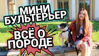 Миниатюрный бультерьер все о породе | Минибуль компаньон
