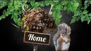 Let’s Watch a Squirrel Build a Nest!