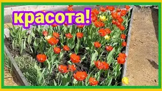 24/5 23 ПОГОДА РАЗГУЛЯЛАСЬ. СОСЕД НА ДОРОГЕ. ВЫСАДИЛА ПОМИДОРЫ. КАБАЧКИ ВЫЛЕЗЛИ. ДАЧНЫЕ УГОДЬЯ.