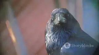 new research shows crows can count like a toddler #biologyclass12 #petlover #scienceeducation