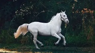 soo cute horse | cute and funny horse videos compilation cute moments horse dance and running videos