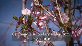 First Blush Flowering Cherry