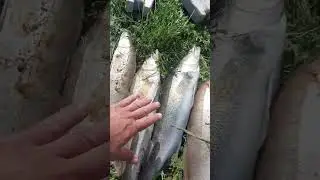 Судак на Карьере