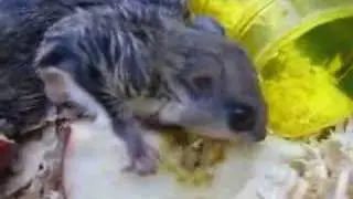 Baby Flying Squirrels!
