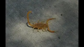 Hunting Scorpions