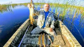 Fishing 2022 , Pike fishing, Spinning fishing in the swamp. Fishing with an underwater camera