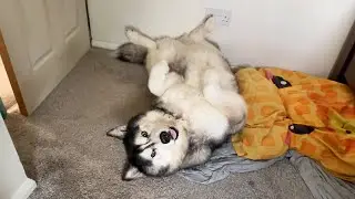 Husky’s BUTT Tells Him Things!