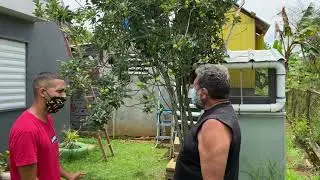 Arbol de manzana produciendo frutos en Puerto Rico. Apple tree producing fruits in Puerto Rico.