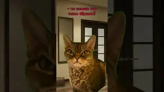 где актив? #котики #рекомендации #милота #актив #данягуськов