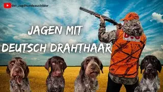 Stöberjagd mit Deutsch Drahthaar - der Jagdhundeausbilder