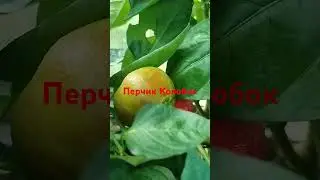 Сладкий перец Колобок