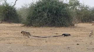Python, Honey Badger & Jackal Fight Each Other