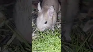 как дегусята смотря на  взрослых учатся есть свежую траву