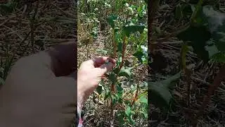 Гречка на четверть  вересня .