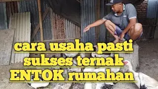 CARA SUKSES USAHA UNTUK PERUMAHAN || cara ternak ENTOK di belakang rumah atau di pekarangan rumah