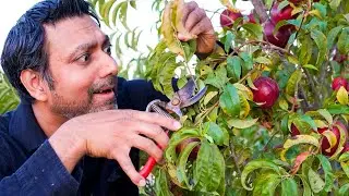 You Are Killing Your Trees If You Are Doing THIS!!