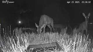 April 15-26, 2025 Ground Feeder Highlights
