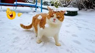 Impossible Not to Laugh 🤣😹 Funniest Cat Clips 2026