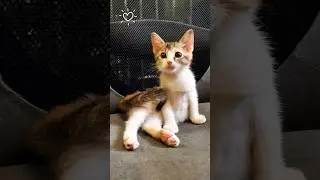 My Cat, She Grew Up So Fast..  😹 #rescuekitty #kitten #cat #catshorts
