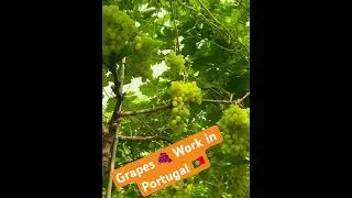 Work in Portugal 🇵🇹 // Portugal Workpermit @sarwaraportugal