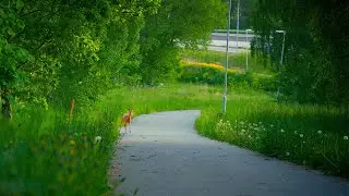I found a deer in the city - Jönköping, Sweden