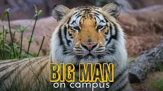 LSU's Mike the Tiger