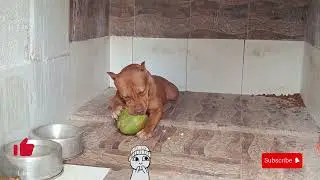 pit monster coco 😱#pitmonsters