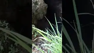 Красивый горный родник, шум воды