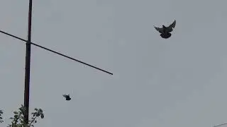 Николаевские голубята 16 05 2023г