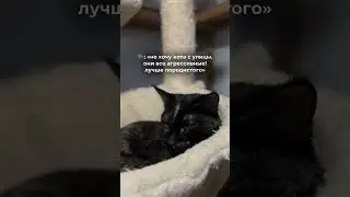 Потому что коты из приюта — отдельный вид искусства 🥹 #помощьживотным #коты