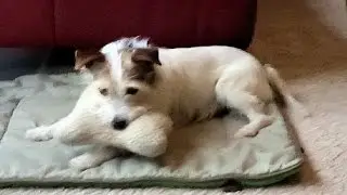 Funny dog plays soccer with a ball and a beeping bone.