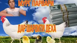 300 ТО МУРГ ТУХМИ ДАР ШАРОИТИ ДЕХА