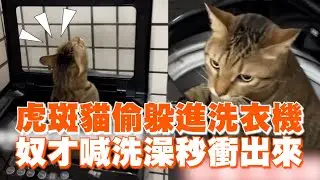 虎斑貓偷躲進洗衣機　聽到奴才喊洗澡秒衝出來｜寵物動物｜貓咪