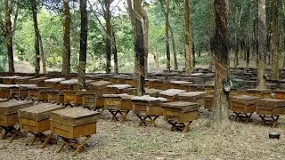 Wholesale honey prices in 2023. In India, they are already higher than in Ukraine and Vietnam!