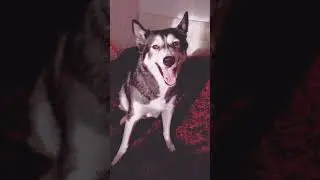 Happy birthday my little wolf 🐺
