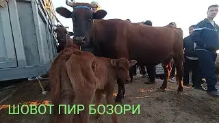 Шовот пир мол бозори Она бола сигирлар нархи 21 Сентябрь 2022