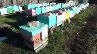 6.11.2023г. Такого не было никогда и вот опять