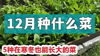 12月种什么菜, 耐零下低温霜冻, 一边采收一边长 What vgetables to grow in December